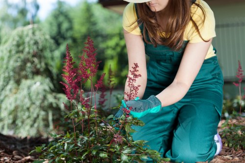 Commercial hedge maintenance for a Yiewsley premises