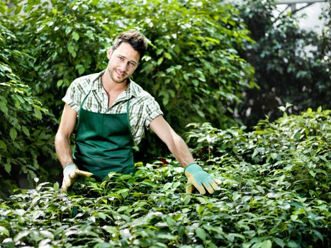 Experienced tree surgeons in Yiewsley providing expert maintenance