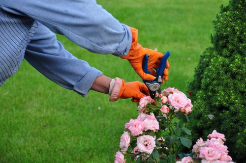 Careful pruning of a tree canopy to improve light and clearance